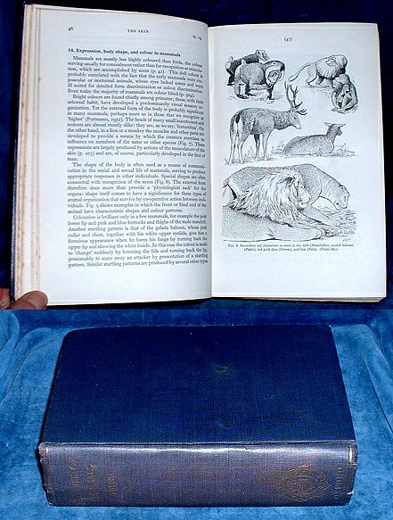 Young - THE LIFE OF MAMMALS illustrated 1957